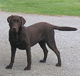 Brown Chocolate Labrador Retriever